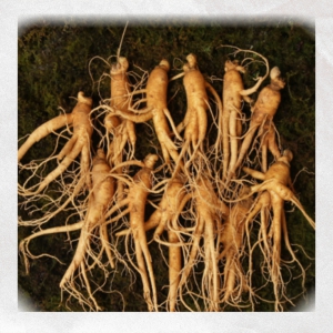 Sâm Tươi loại 12-15 củ 1kg