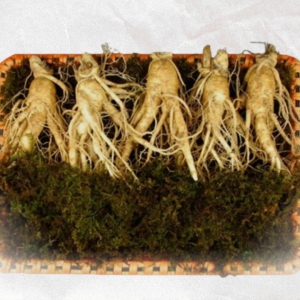 Sâm Tươi loại 5 củ 1kg
