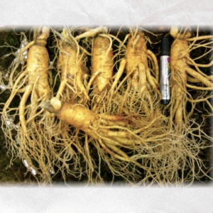 Sâm Tươi loại 6 củ 1kg