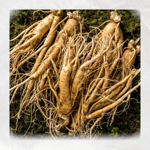 Sâm Tươi loại 7 củ 1kg